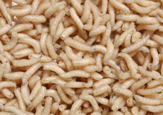 maggots - grimethorpe fishing supplies