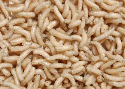 maggots - grimethorpe fishing supplies