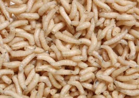 maggots - grimethorpe fishing supplies