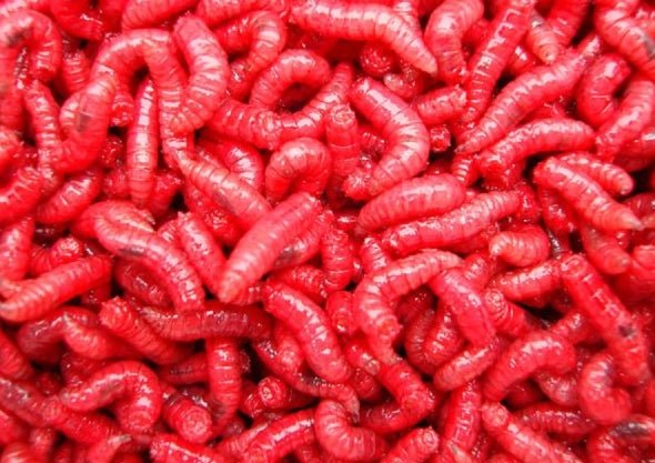maggots - grimethorpe fishing supplies