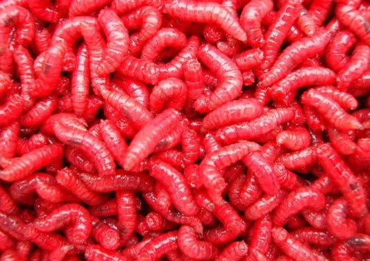 maggots - grimethorpe fishing supplies
