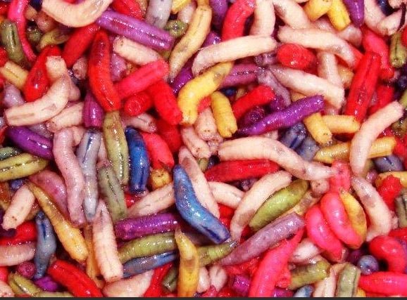 maggots - grimethorpe fishing supplies